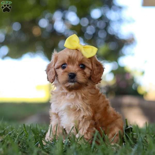 Bubbles, Cavapoo Puppy